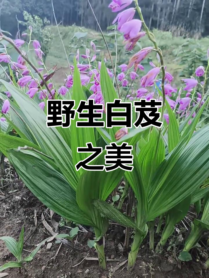 大别山野生白芨,美丽背后是辛勤的付出与收获!