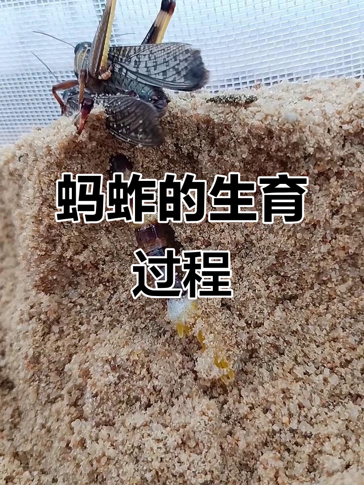 蚂蚱产卵全过程揭秘,看看它们是怎么生宝宝的