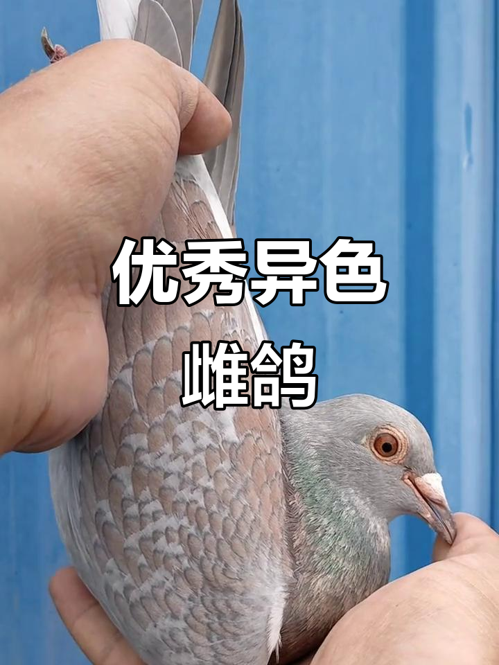 异色雌鸽,肌肉发达,手感极佳,辽宁公棚79名好成绩
