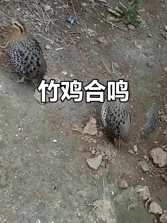 竹鸡公母对唱,声音清脆动听