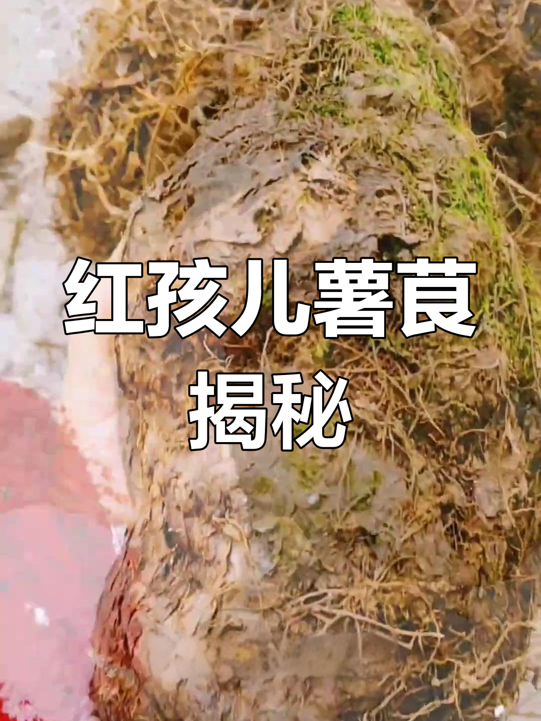 血母:像石头一样的鼠粮,切开后竟是红色!