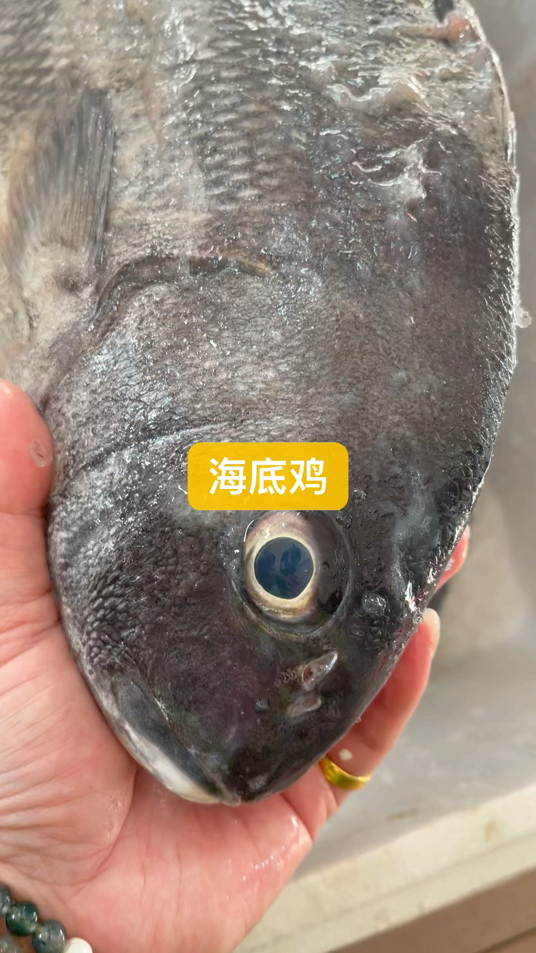 海底鸡并不是一种鸡类,而是一种来自海产的