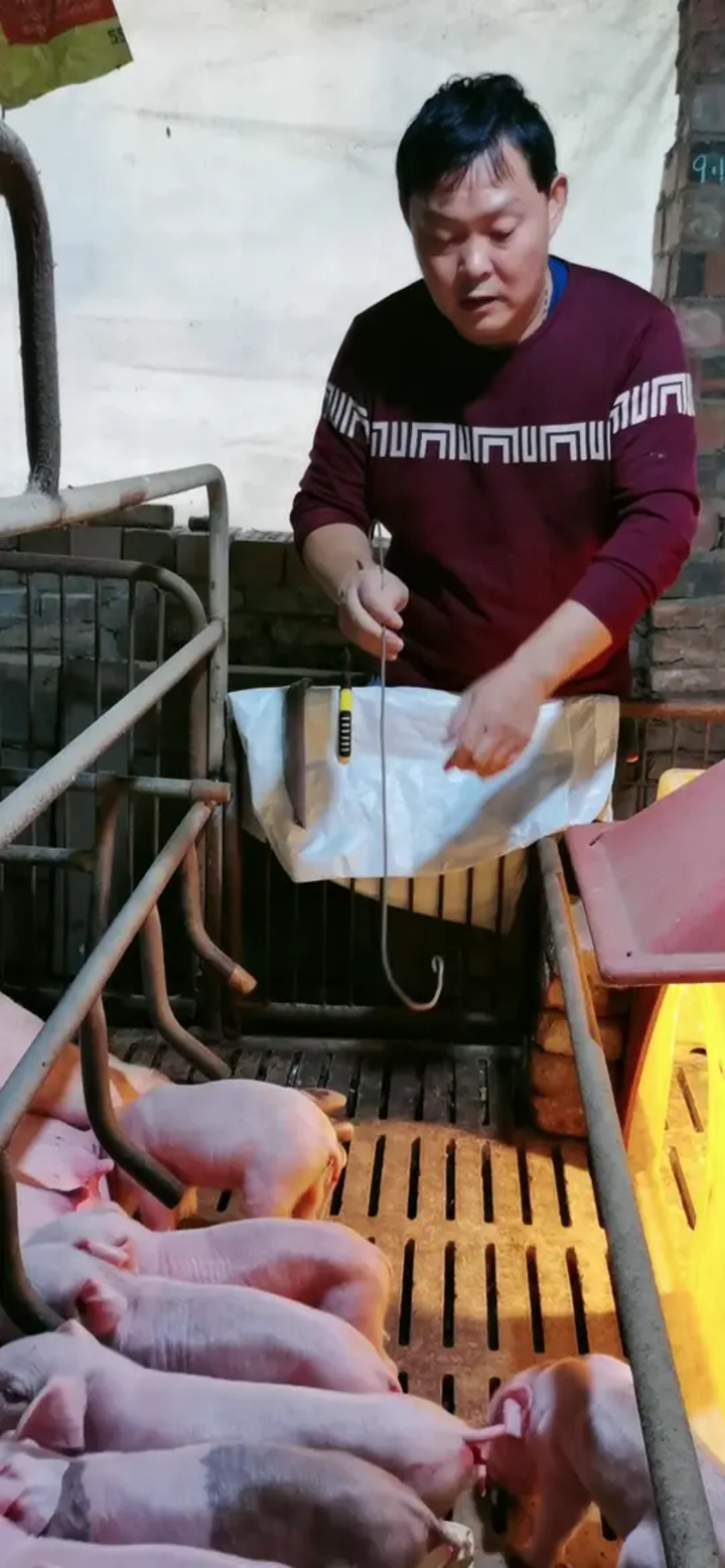 农村养殖人的真实生活,养猪人加油干