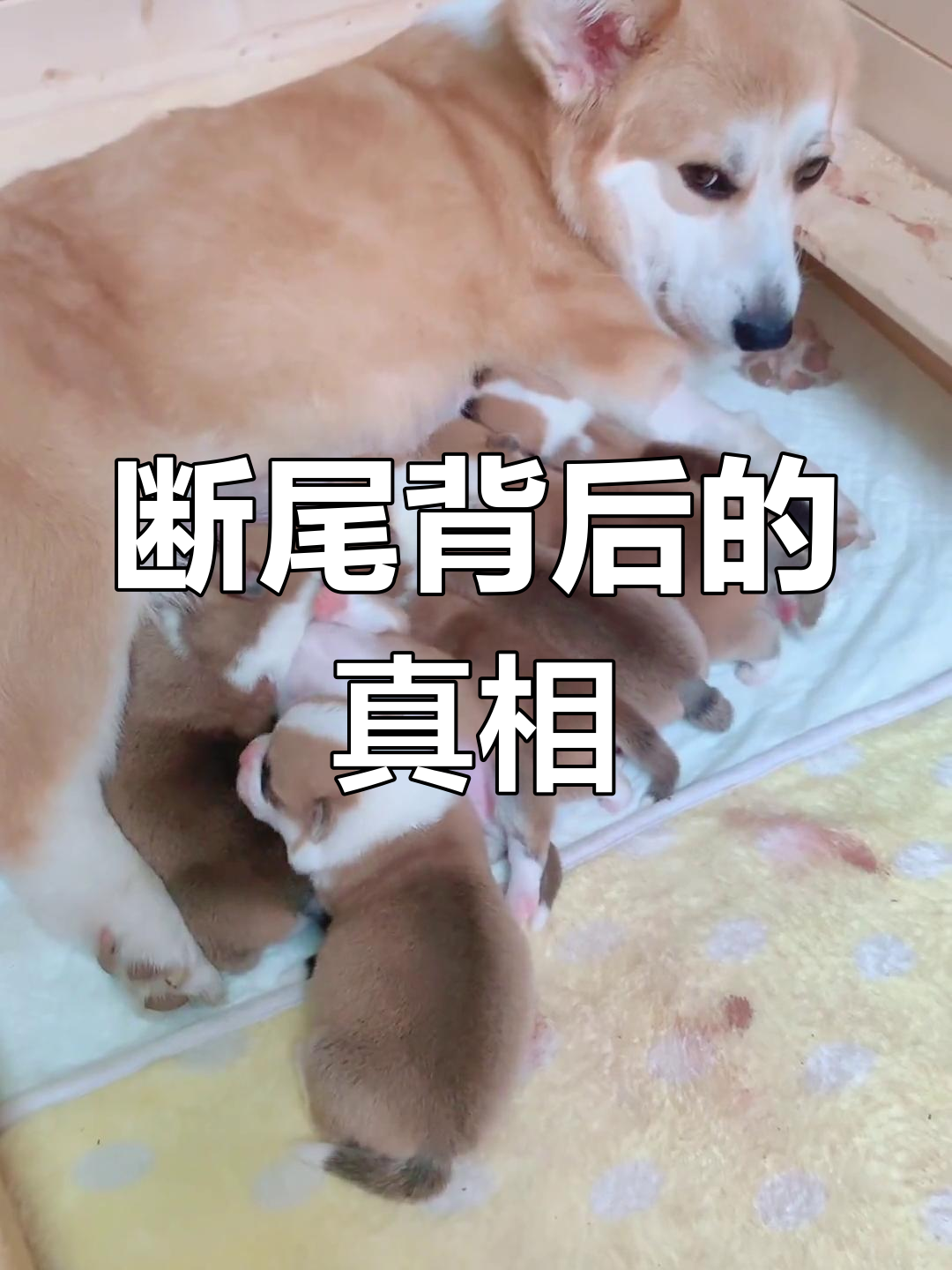 柯基为什么要断尾巴