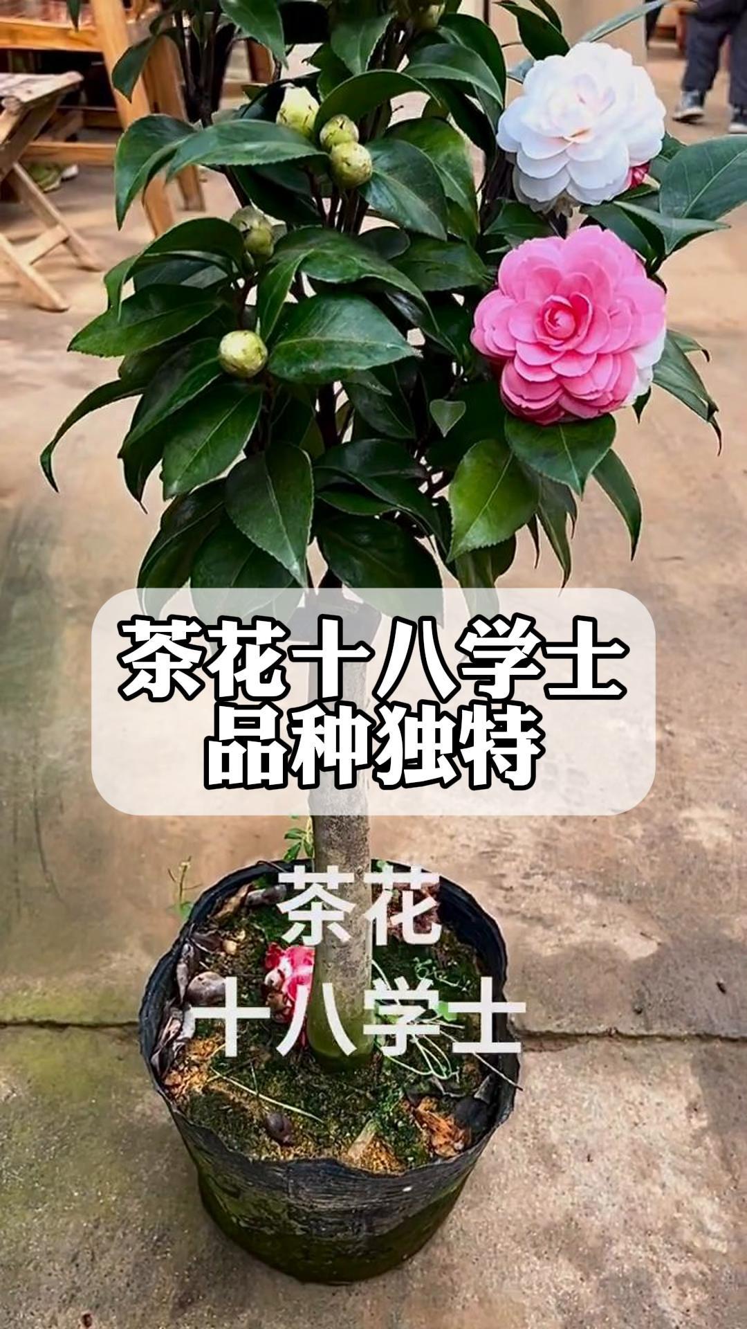 茶花十八学士图片欣赏图片