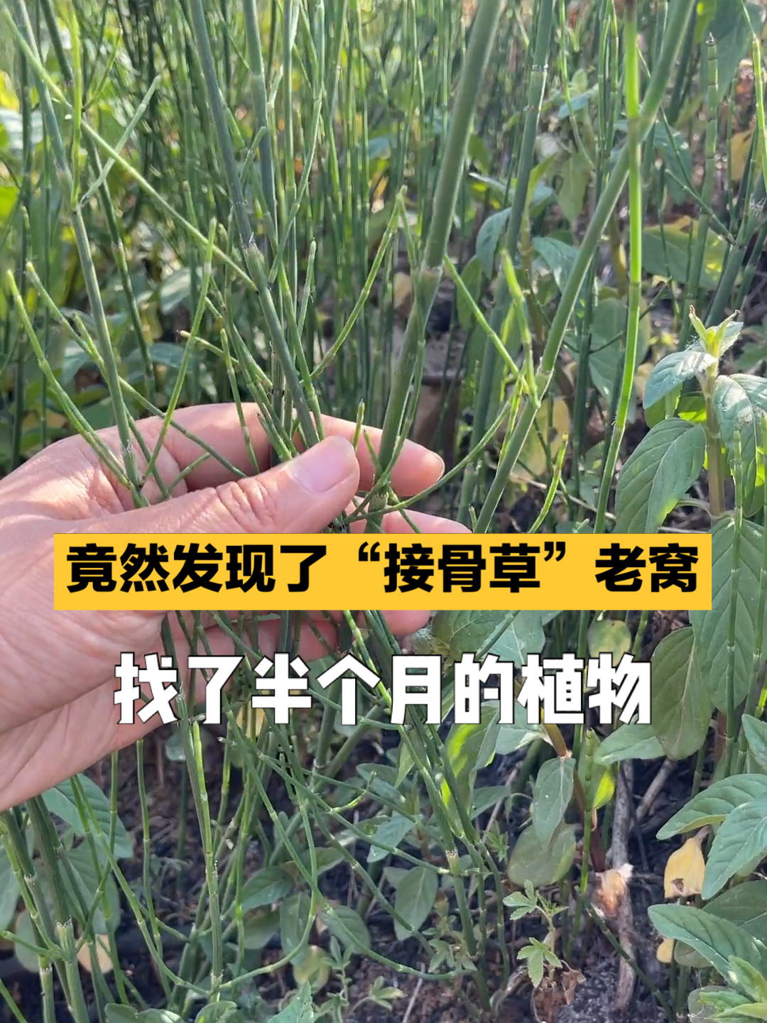 农村少见植物"接骨草"节节草,找了半个月