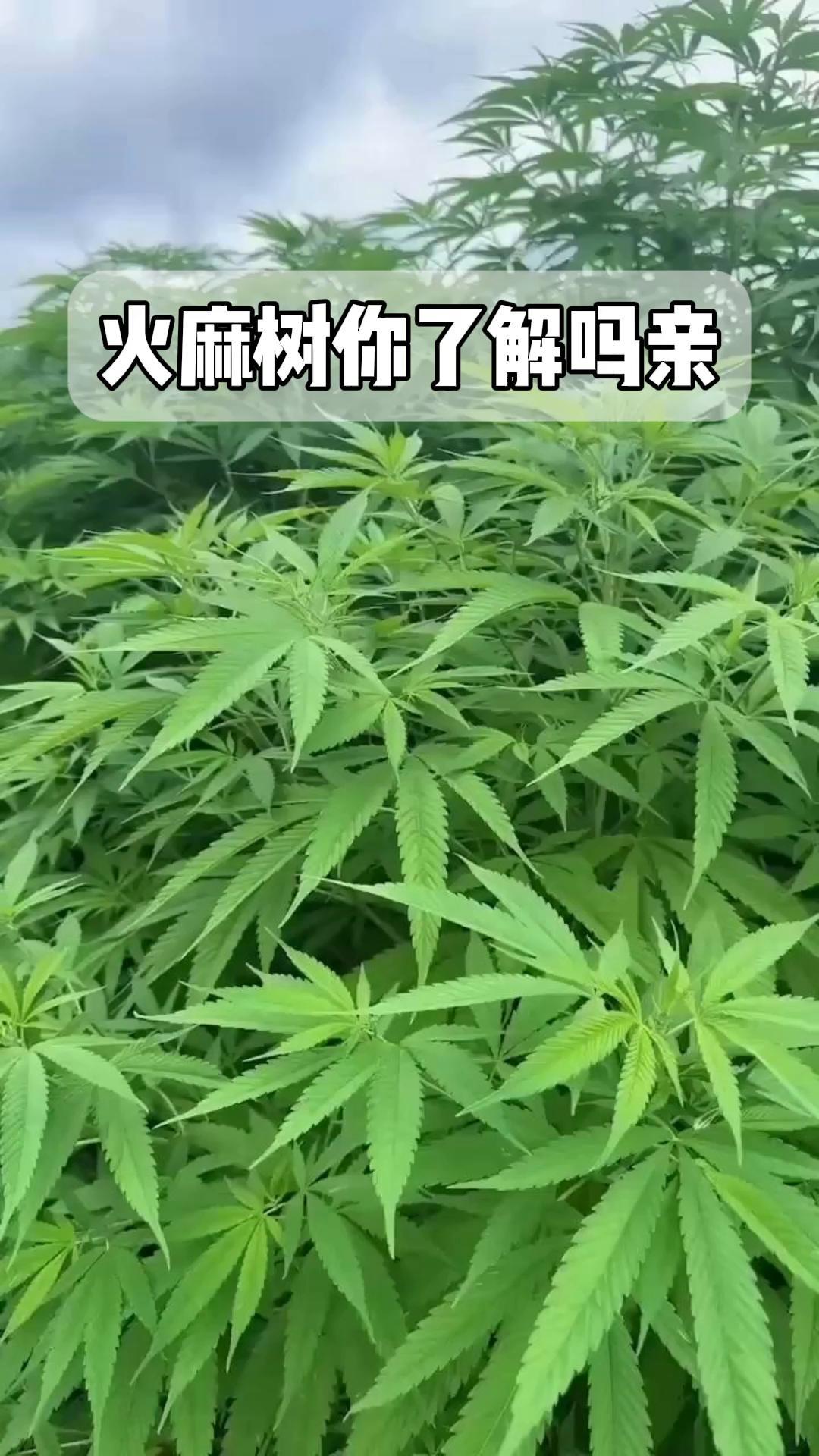 火麻树咬人图片