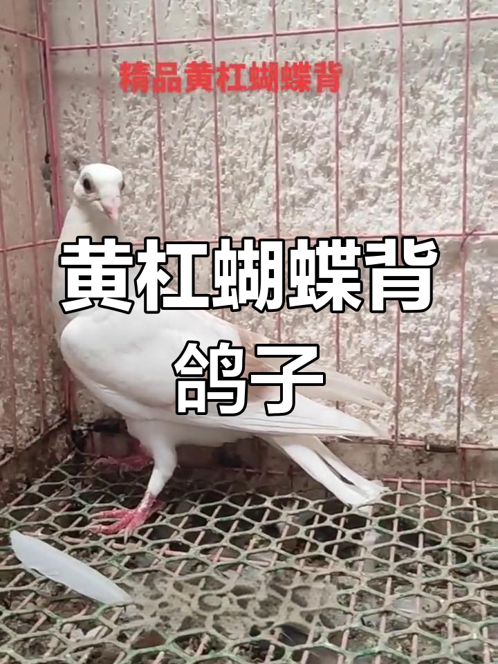 稀有黄杠蝴蝶背信鸽,皮相惊艳!