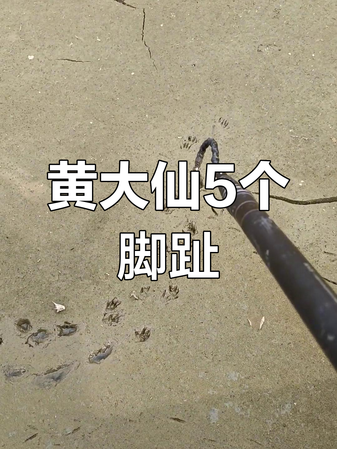 甲鱼与黄鼠狼的脚印区别