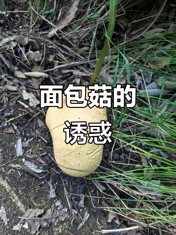 山上发现面包菇,虽可入药却有毒,真想摘可惜妈妈不让