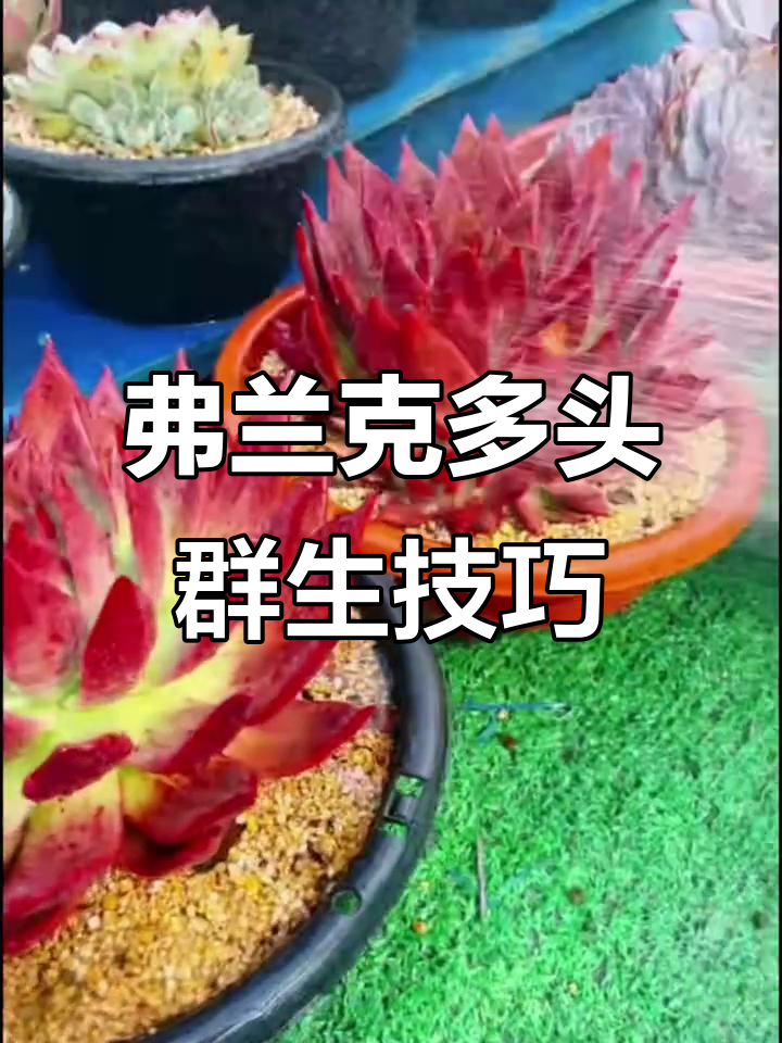 多肉弗兰克轻松出状态,群生多头不难