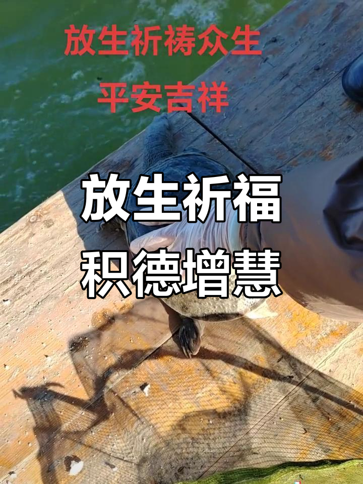慈悲放生祈福,积德行善,心怀宽广