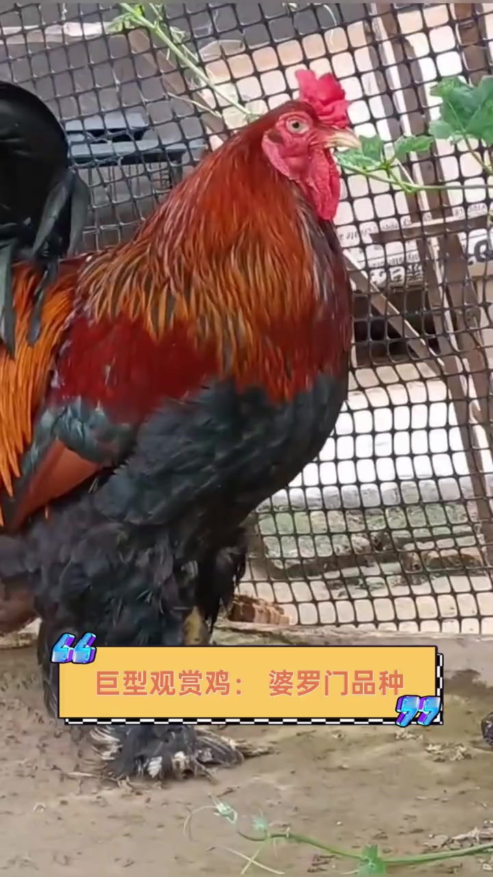巨型观赏鸡:婆罗门品种