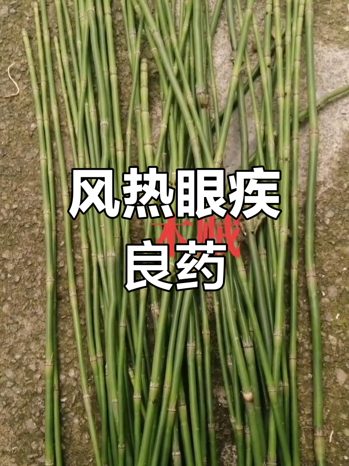 木贼与麻黄功效类似,能疏风明目,但需谨慎使用