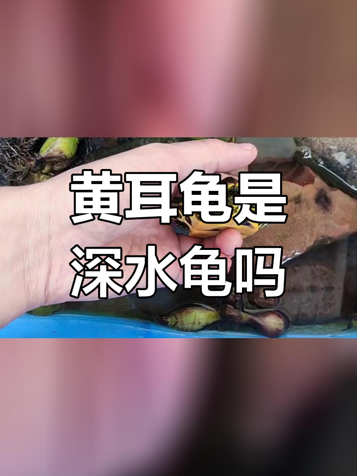 巴西黄耳龟寿命图片