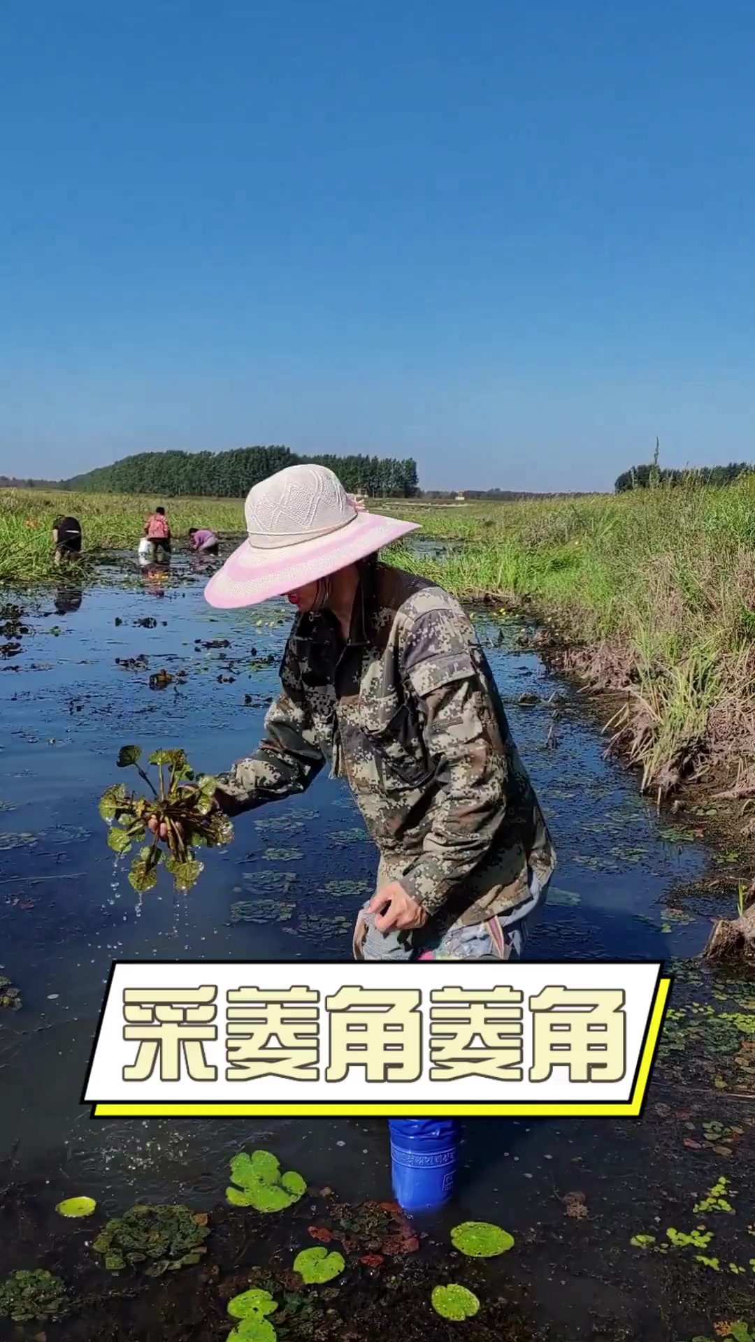 采菱角菱角