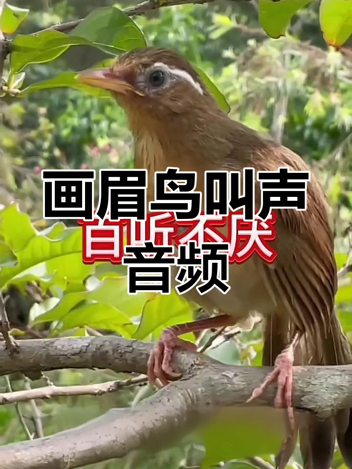画眉鸟叫声大赏,母音清脆动听