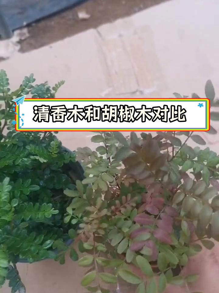 清香木胡椒木差别图片