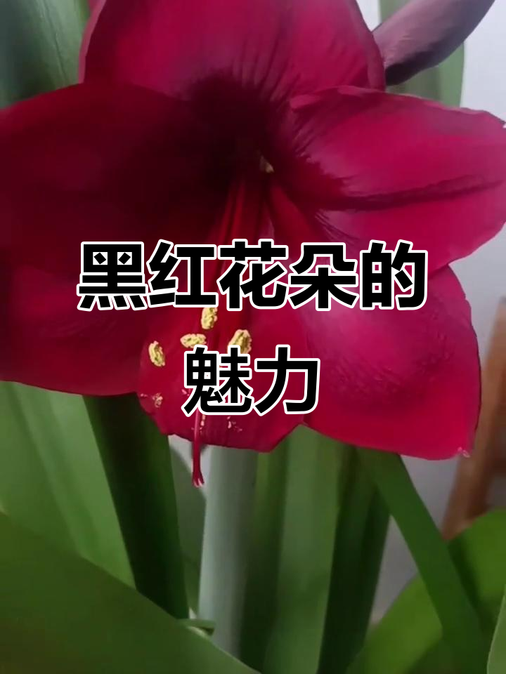 朱顶红大天后盛开,黑红色高贵典雅