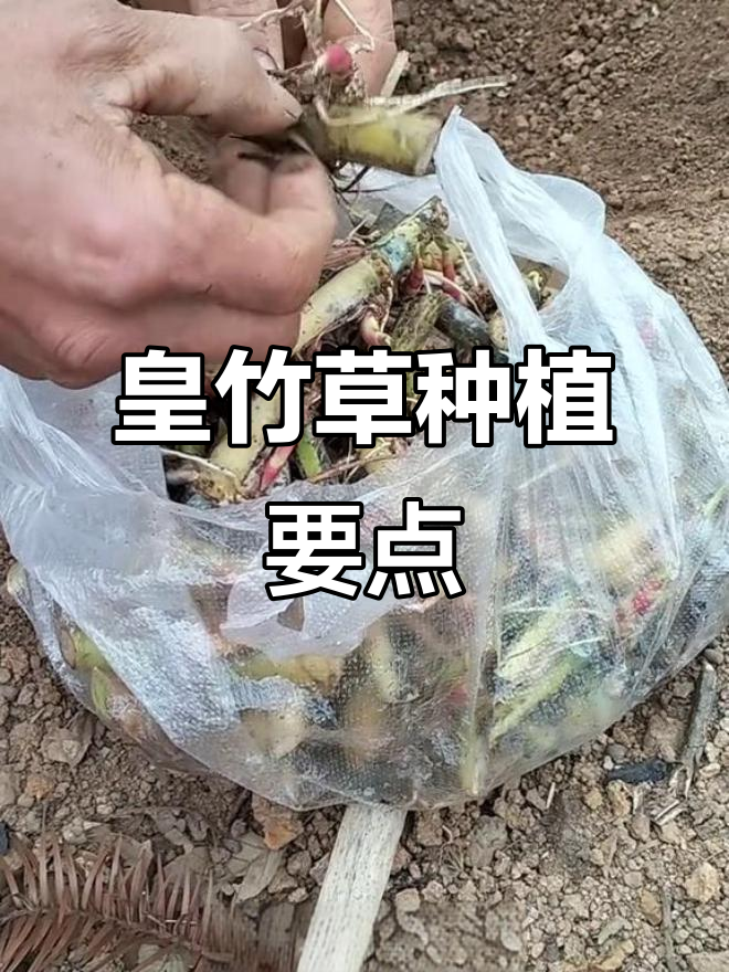 皇竹草甜象草种植技巧:如何打坑,盖土与浇水