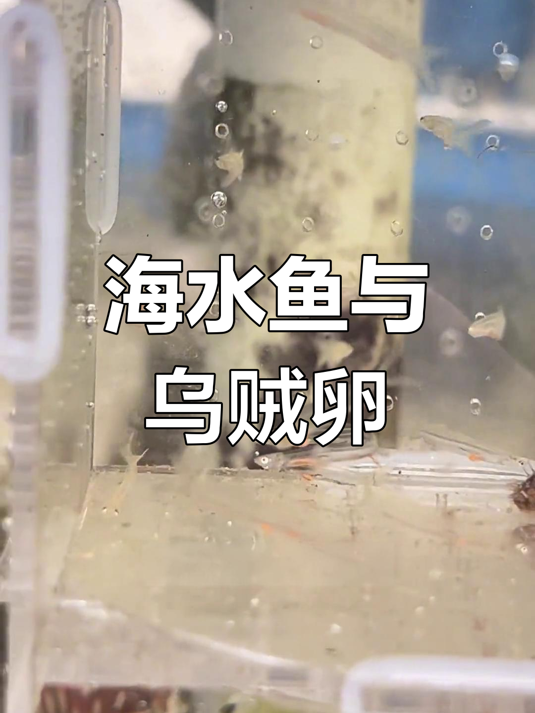 海钓意外发现墨鱼卵,孵化新物种