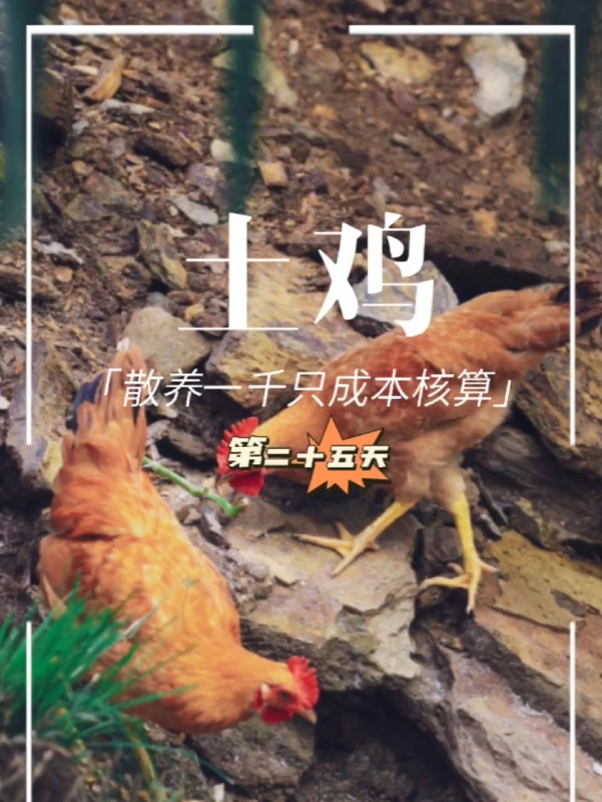 六个方法教你怎么分辨正宗土鸡