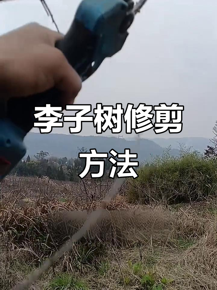 李子树修剪技巧大揭秘,轻松打造健康果园