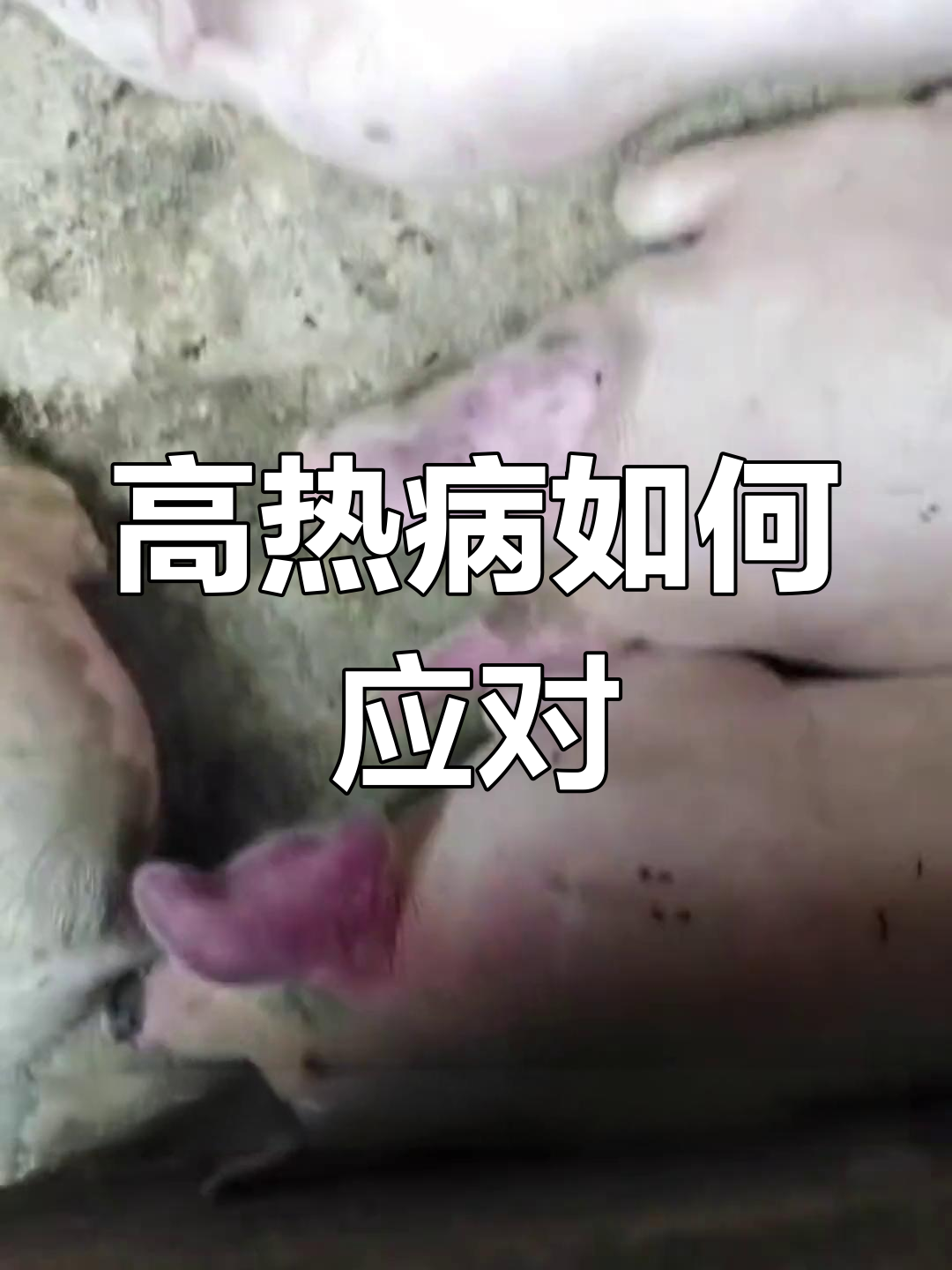 猪群高热病混合感染防控方案