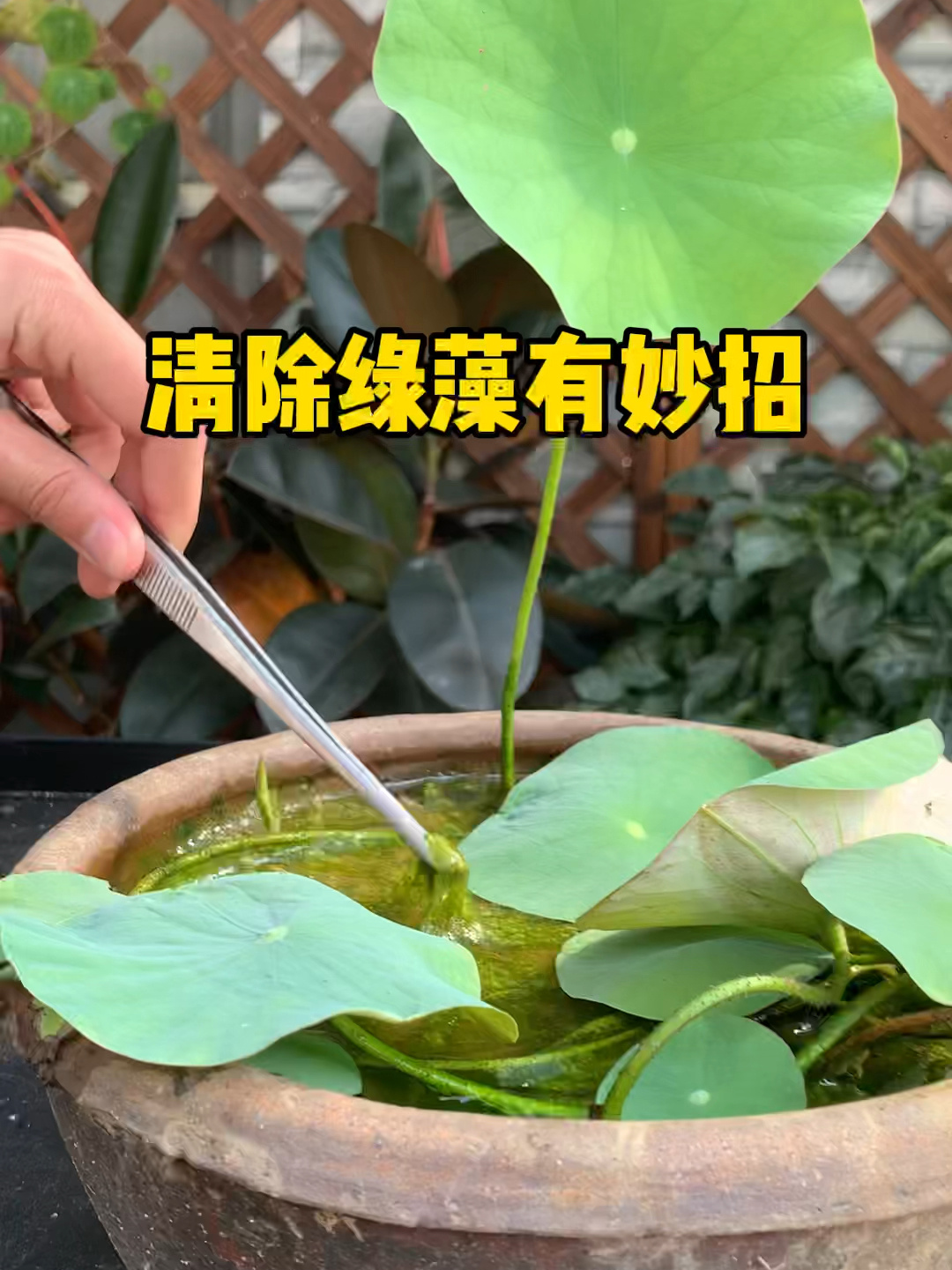 水培植物长绿藻,教你两招轻松清除