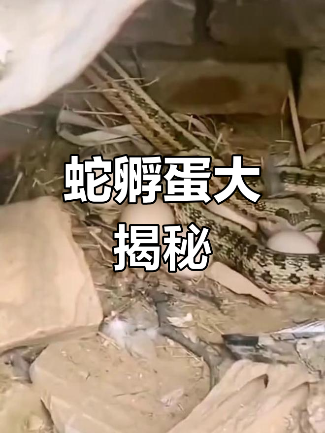 蛇蛋孵化全过程,竟然是这样!