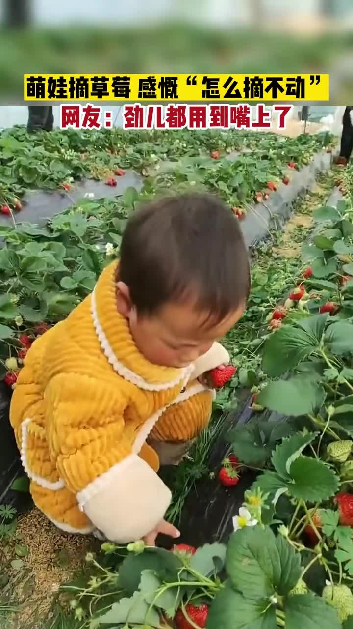萌娃被一个小草莓难住了,口齿倒是挺伶俐!