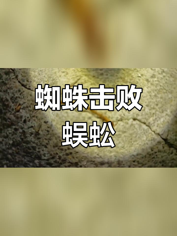 蜈蚣vs蜘蛛图片