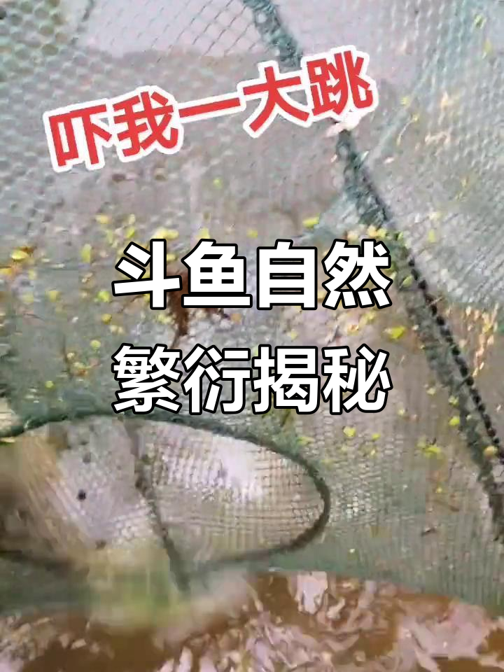 感受斗鱼繁殖的自然魅力,探索普叉国斗的奥秘