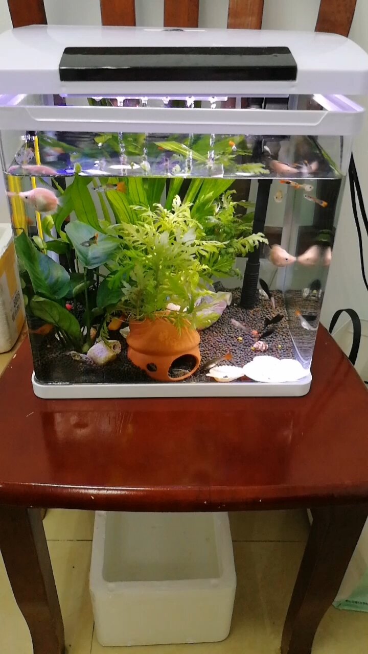 30水族箱养鱼日记