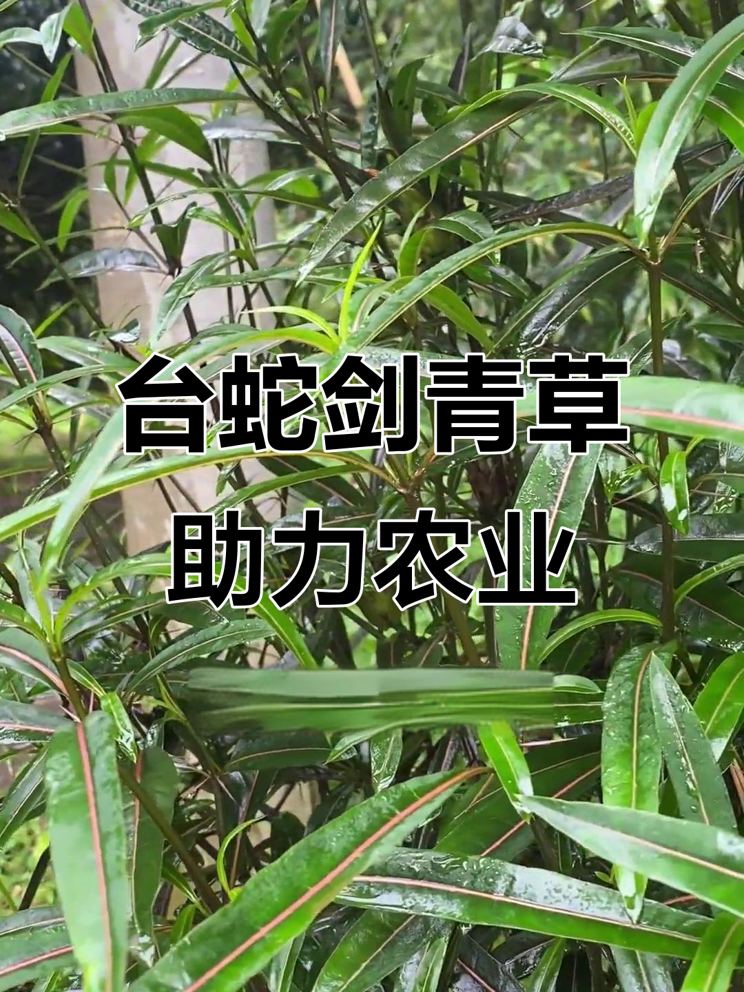 台蛇剑青草:潮汕三农新宠,助农神器来袭