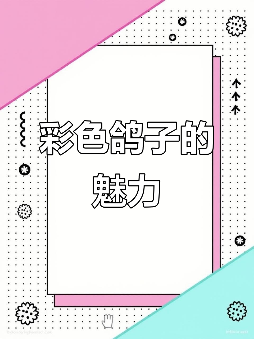 五颜六色的鸽子,美丽又可爱