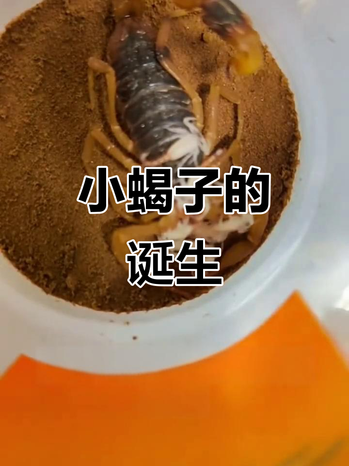 蝎子如何从卵孵化成小蝎?揭秘母蝎的生育过程