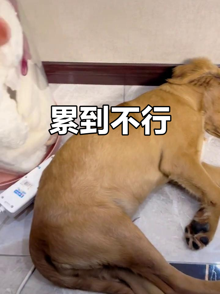 累成狗,简直停不下来!