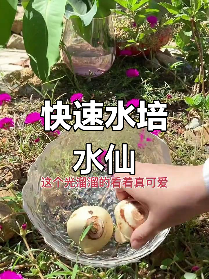 水仙花水培方法图片