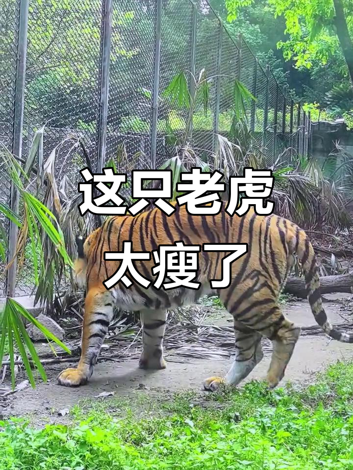 4月重庆动物园老虎,竟然这么瘦!