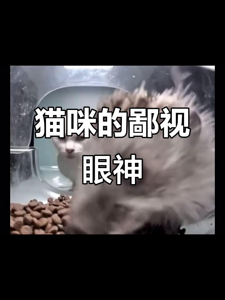 小白猫一脸鄙视,表情太搞笑了