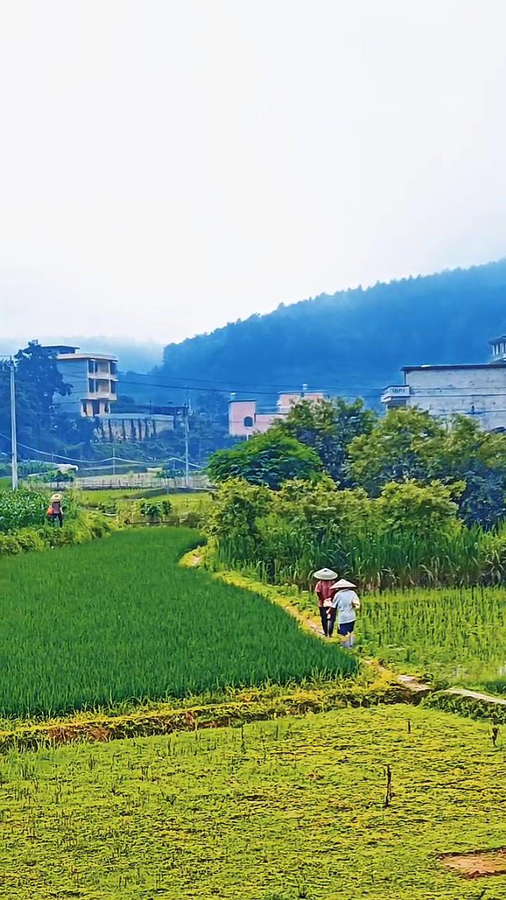 农村田园风光 真实图片