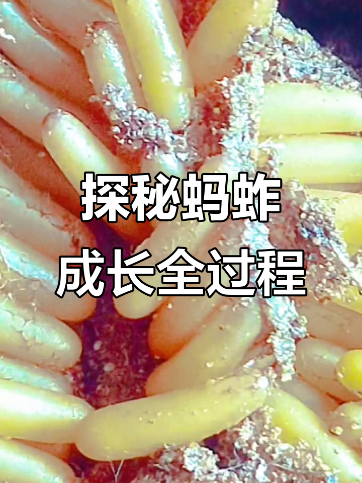 蚂蚱卵揭秘:从孵化到成长的神奇过程