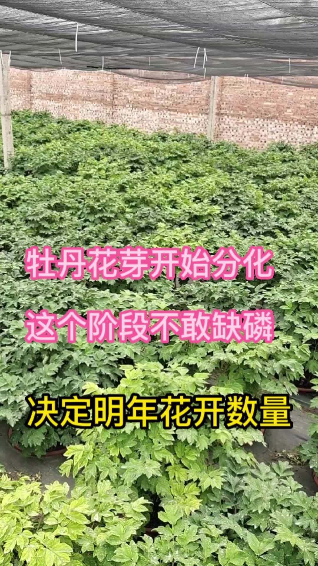 牡丹花苗牡丹花牡丹种植五六月份是牡丹花芽分化开始的重要阶段此间不