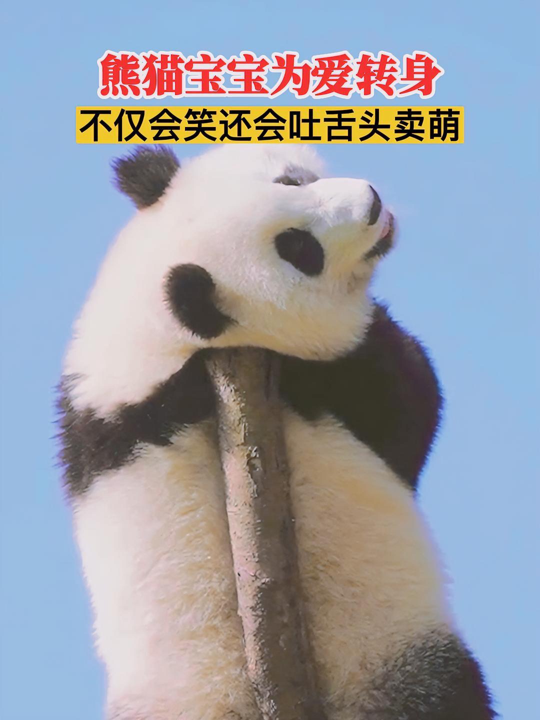 熊猫宝宝为爱转身!不仅会笑还会吐舌头卖萌!