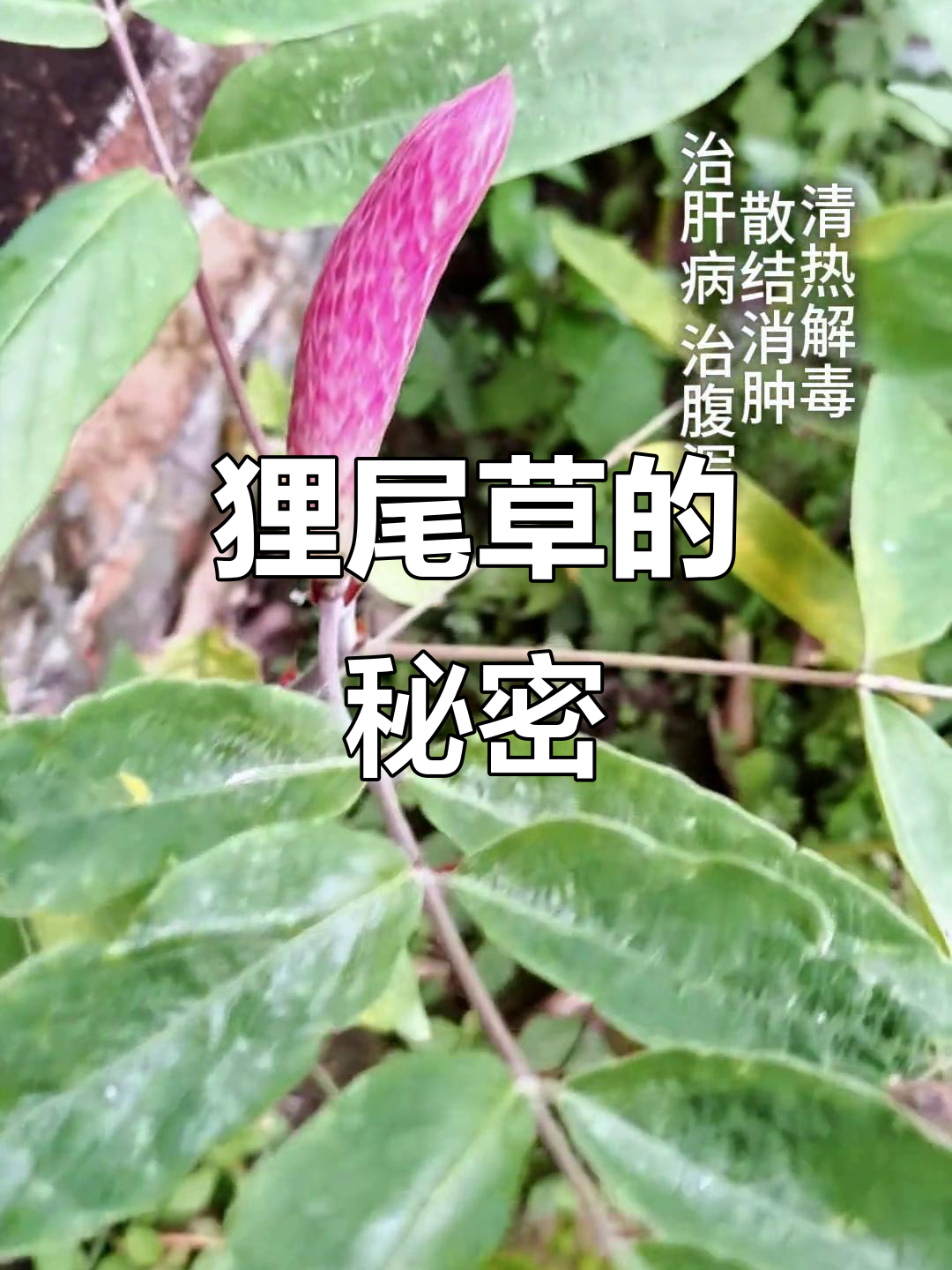 农村常见狸尾草,竟是宝贝!去湿效果超乎想象