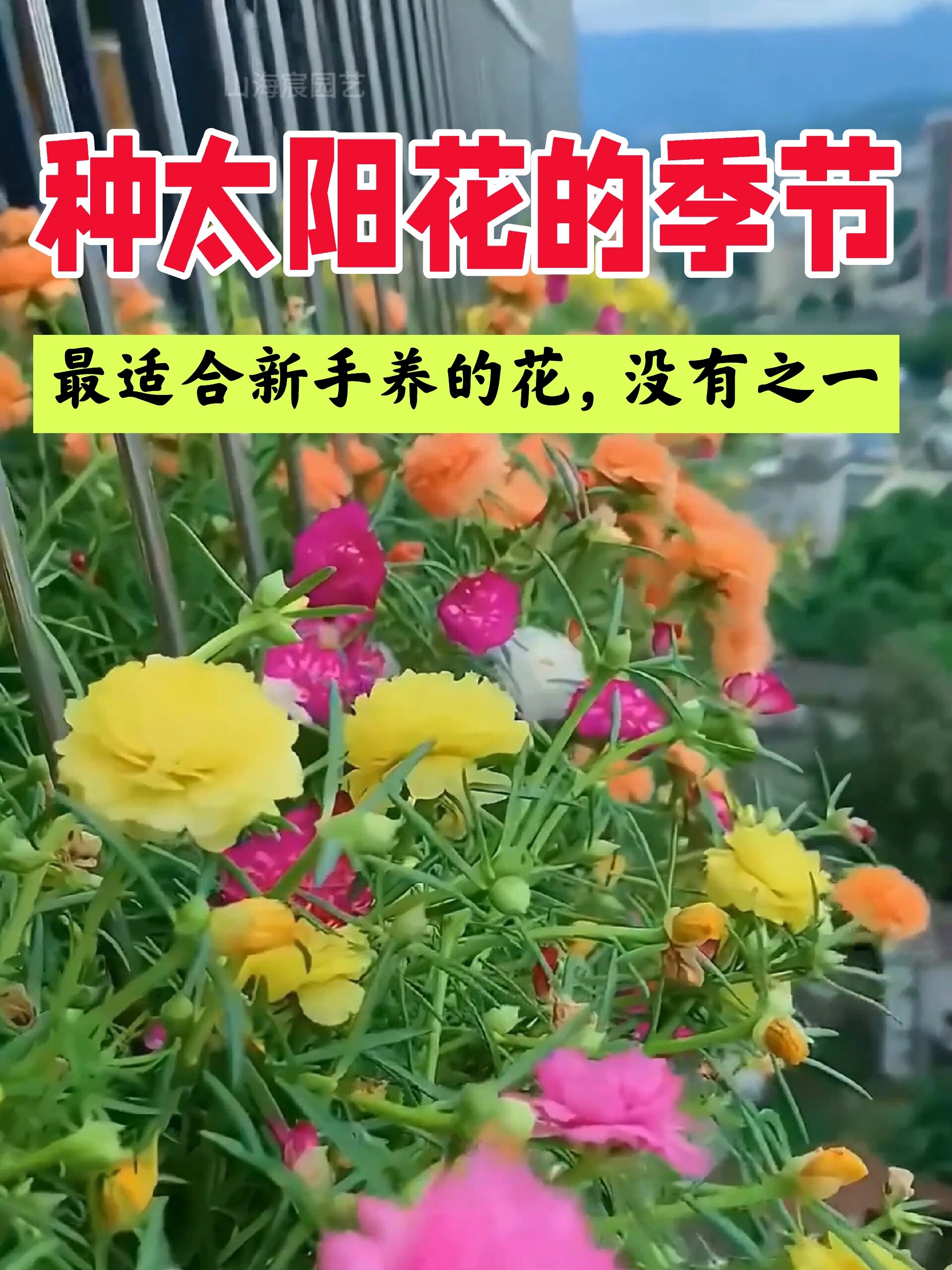 问世间,还有不会种太阳花的吗太简单了