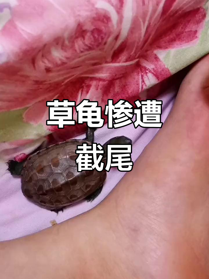 小草龟被大乌龟咬断尾巴,真是太可怜了