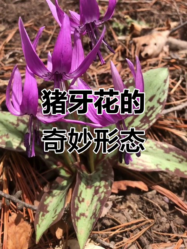 猪牙花,形似野猪獠牙的奇特植物