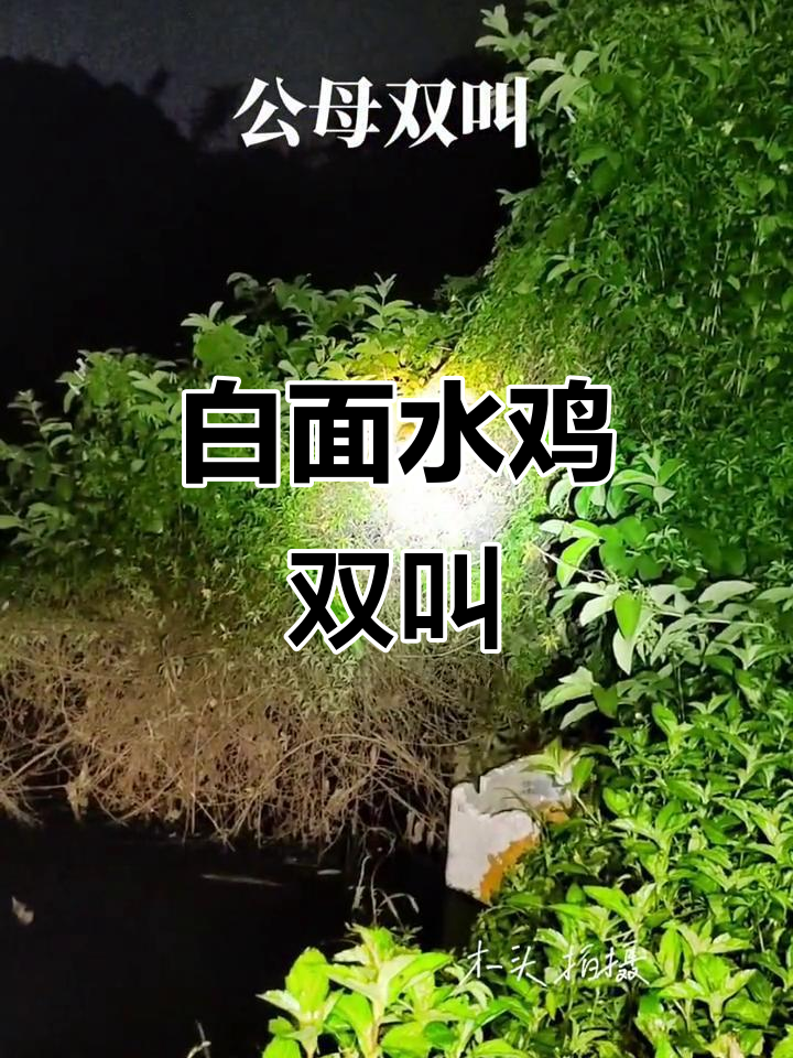 白面水鸡公母对唱,叫声清脆悦耳